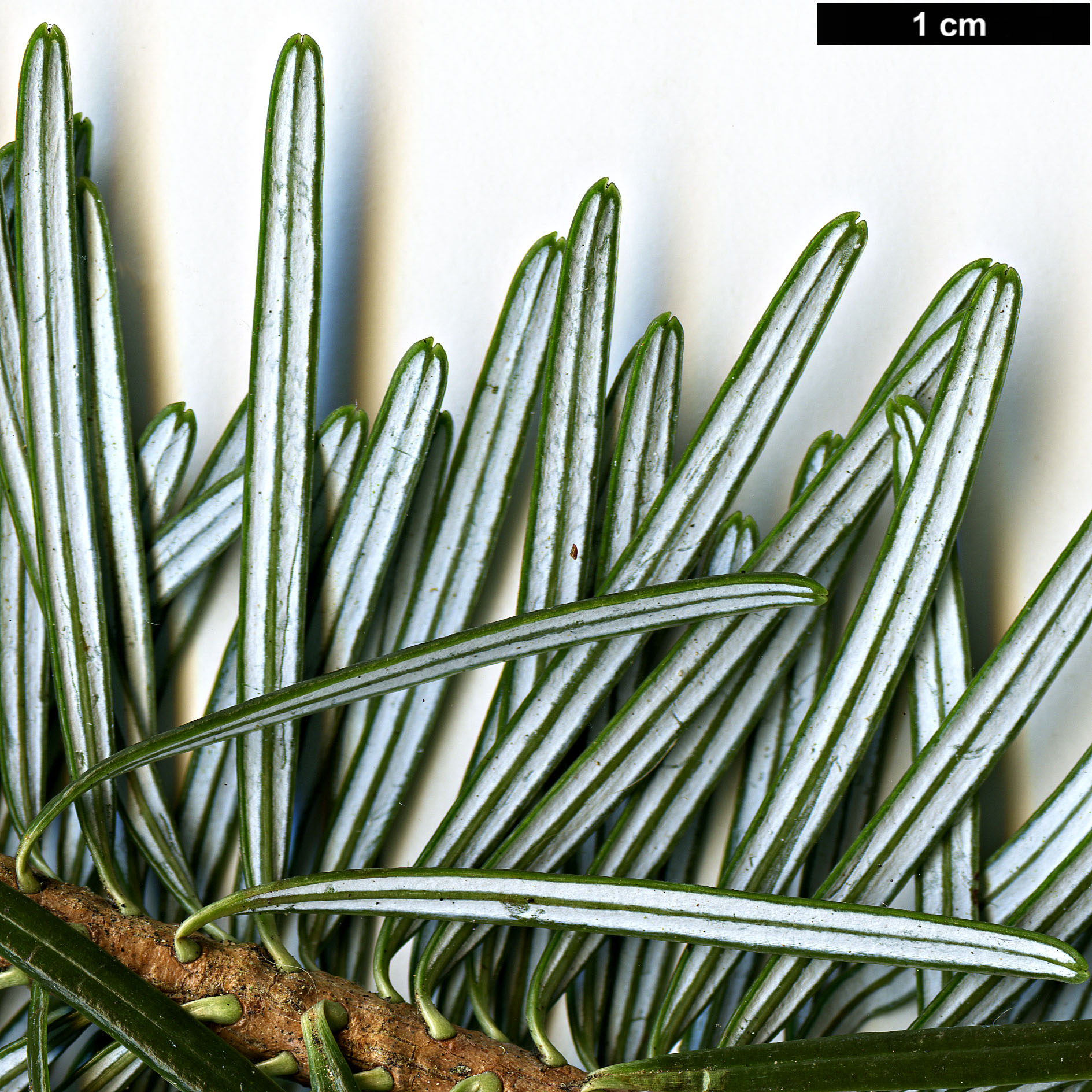 High resolution image: Family: Pinaceae - Genus: Abies - Taxon: delavayi - SpeciesSub: var. nukiangensis